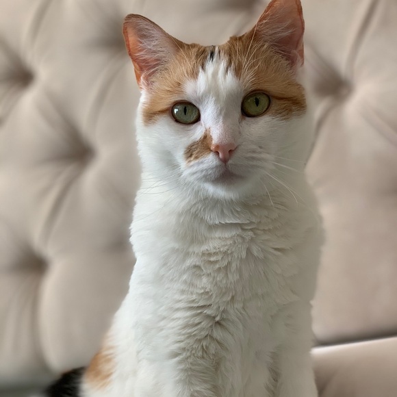 Meet your Posher, Sarah - Picture 1 of 1